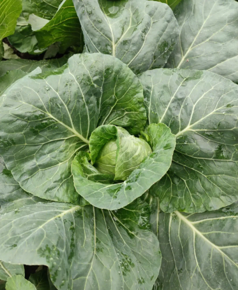 邢申迎春牛心甘蓝种子早熟10g尖圆形春秋种植个球大