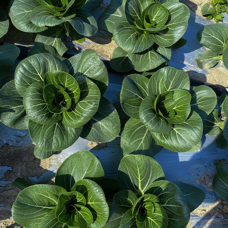 精品油冬小青菜种子上海青种子秋天种的菜种蔬菜籽种孑子油莱