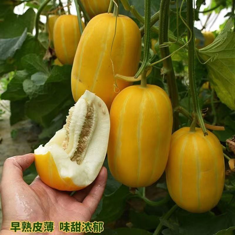 鸿福一品甜瓜种子黄皮橘红肉香瓜种籽高产高糖基地专用