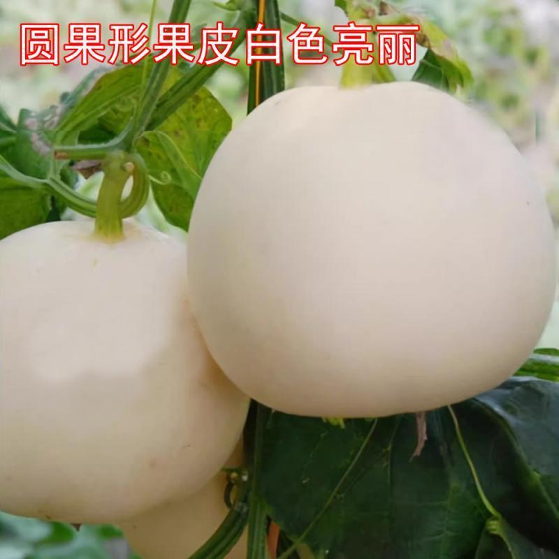 甜红玉2号甜瓜种子早熟高产抗病高甜圆果白皮红肉农家春秋香