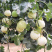 甜红玉2号甜瓜种子早熟高产抗病高甜圆果白皮红肉农家春秋香