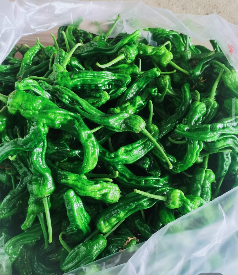 精品皱皮辣椒苏椒薄皮椒大量供应产区直发欢迎订购