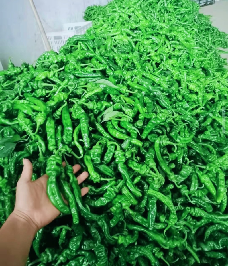 精品皱皮辣椒苏椒薄皮椒大量供应产区直发欢迎订购
