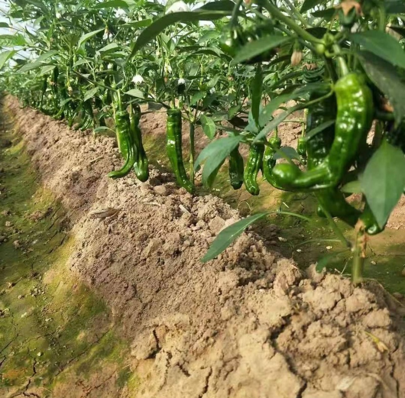 精品皱皮辣椒苏椒薄皮椒大量供应产区直发欢迎订购