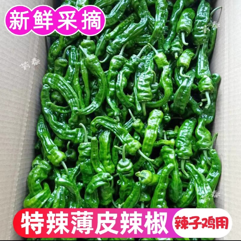 精品皱皮辣椒苏椒薄皮椒大量供应产区直发欢迎订购