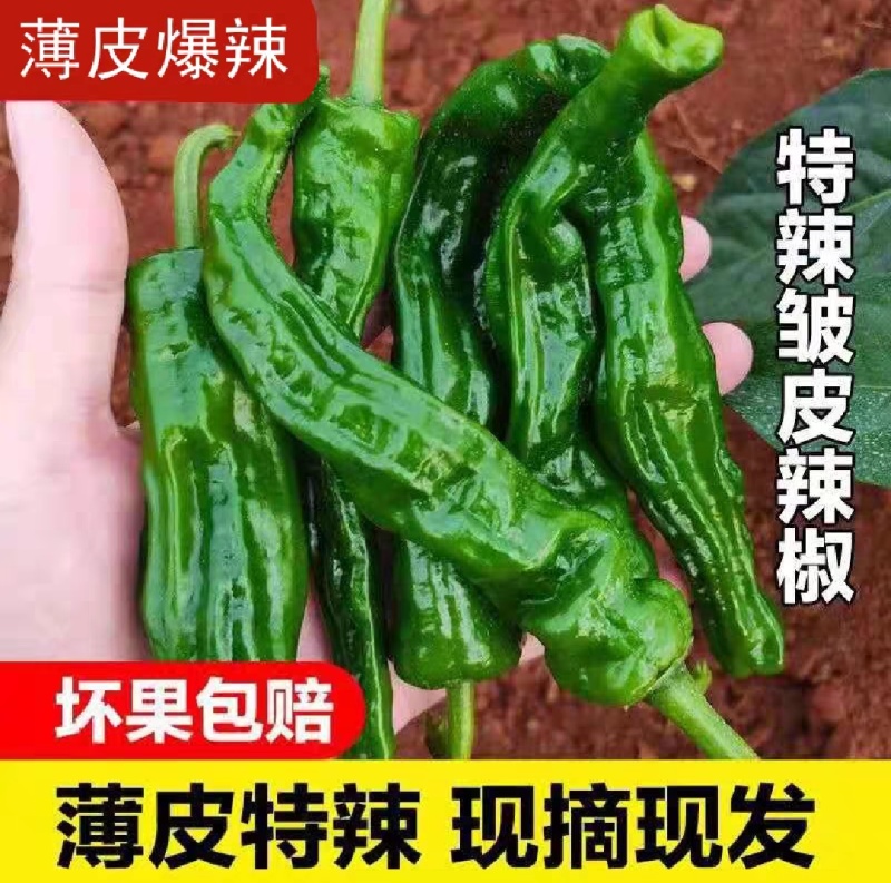 精品皱皮辣椒苏椒薄皮椒大量供应产区直发欢迎订购