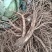高海拔日本当归甜当归欢迎各位老板欢迎采购