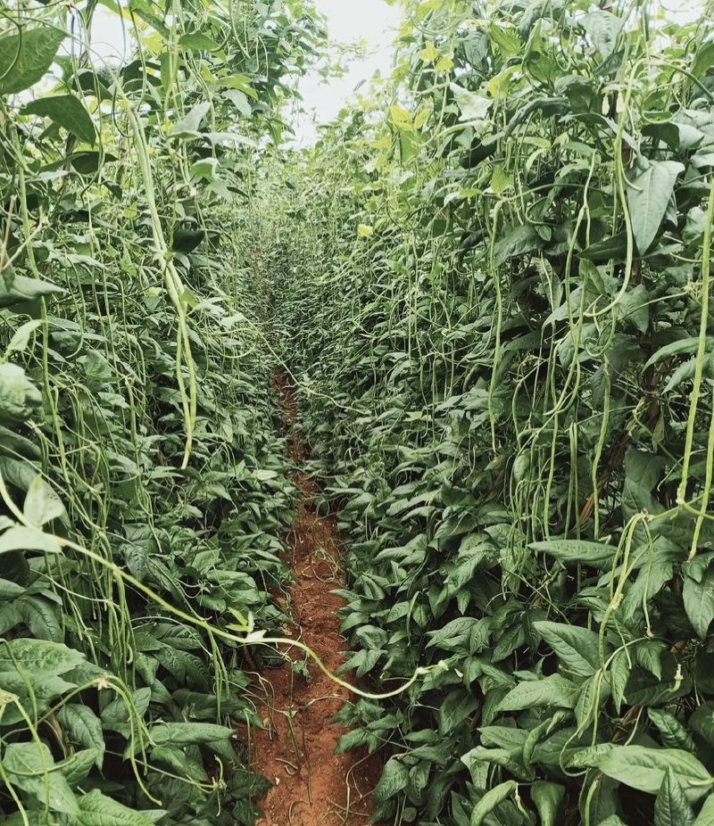 农望新杂9号豇豆种子早熟抗病小叶荚多长豆角种子大棚基地