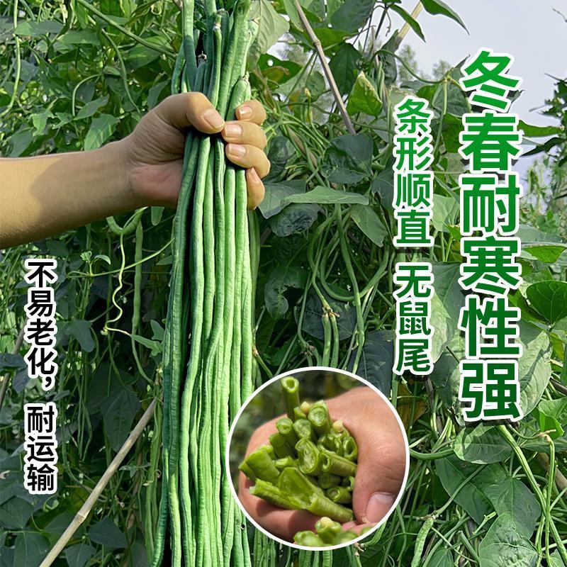 丰豇绿满园长豆角种子耐热耐湿抗病高产南北方春夏秋四季蔬菜