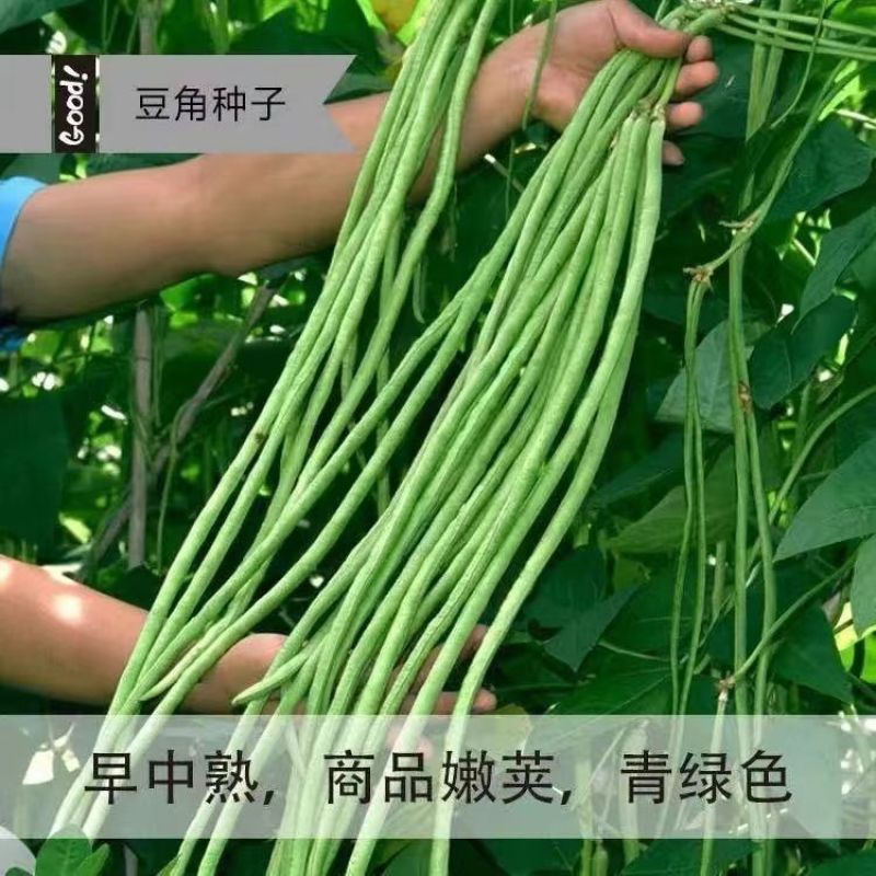 丰豇绿满园长豆角种子耐热耐湿抗病高产南北方春夏秋四季蔬菜