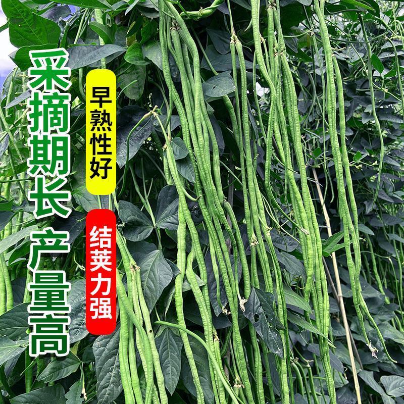 丰豇绿满园长豆角种子耐热耐湿抗病高产南北方春夏秋四季蔬菜