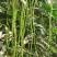 丰豇荚满架豆角种子特长豇豆种籽绿条长豆角种孑四季豆春秋播