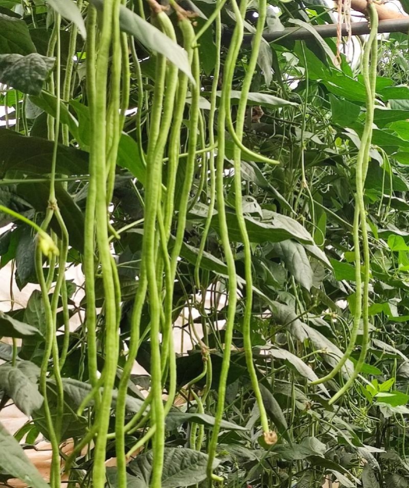 丰豇荚满架豆角种子特长豇豆种籽绿条长豆角种孑四季豆春秋播
