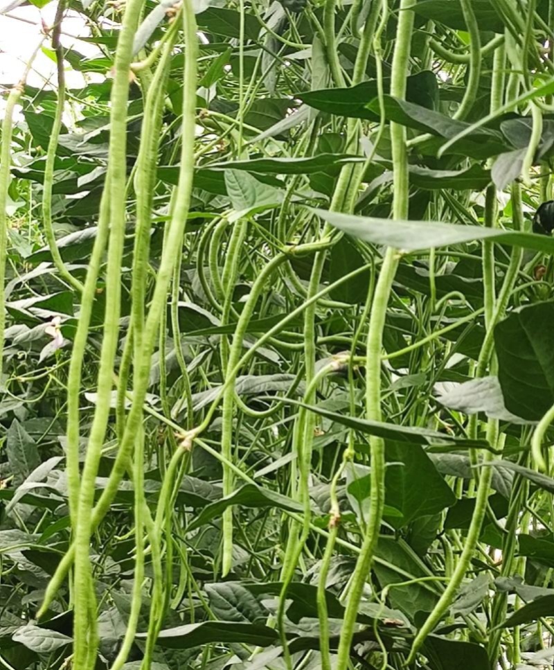 丰豇荚满架豆角种子特长豇豆种籽绿条长豆角种孑四季豆春秋播