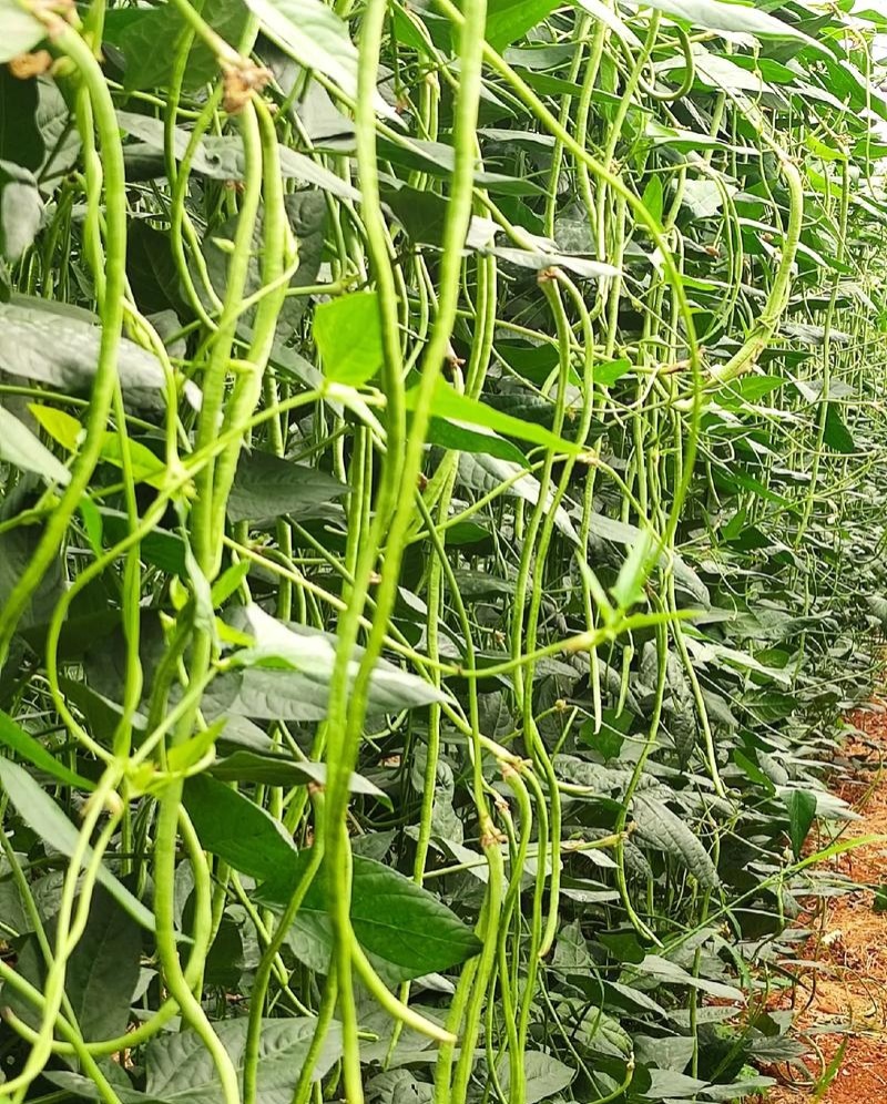 丰豇荚满架豆角种子特长豇豆种籽绿条长豆角种孑四季豆春秋播