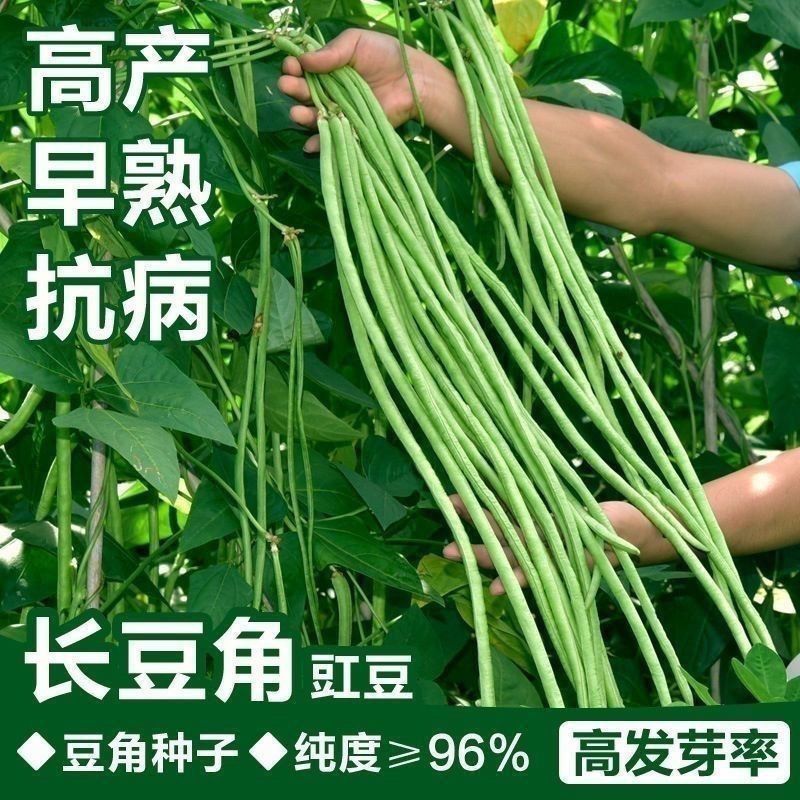 丰豇荚满架豆角种子特长豇豆种籽绿条长豆角种孑四季豆春秋播