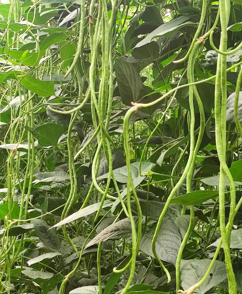 丰豇荚满架豆角种子特长豇豆种籽绿条长豆角种孑四季豆春秋播