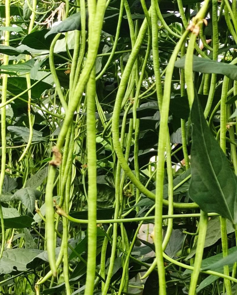 丰豇荚满架豆角种子特长豇豆种籽绿条长豆角种孑四季豆春秋播