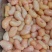 鸡子鸡腰子鸡春新鲜A货屠宰场每天供应800斤