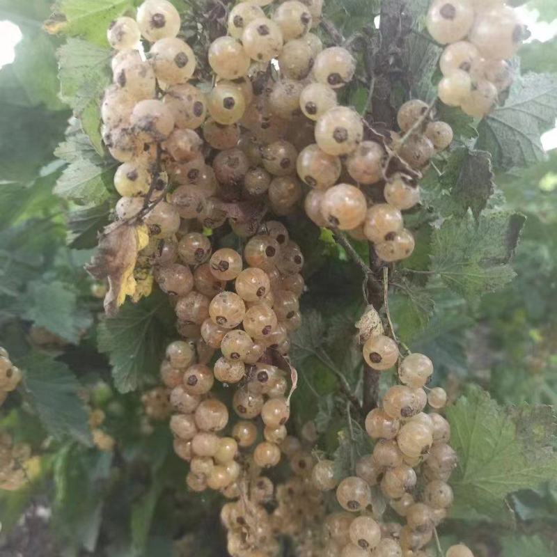 精品白加仑苗，产地直发，质量保证，成活率高，大量有货