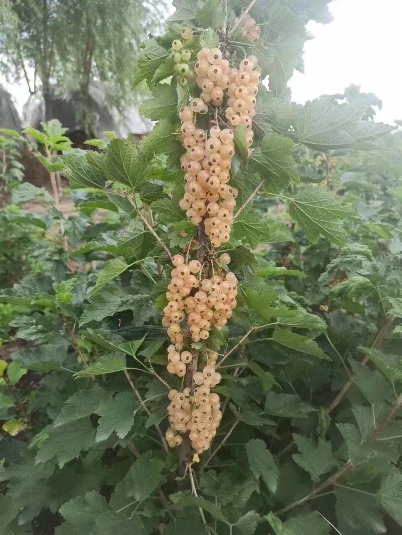 精品白加仑苗，产地直发，质量保证，成活率高，大量有货