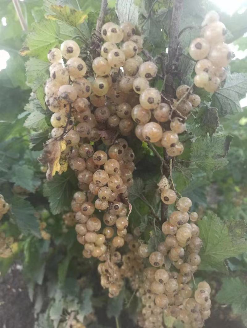 精品白加仑苗，产地直发，质量保证，成活率高，大量有货