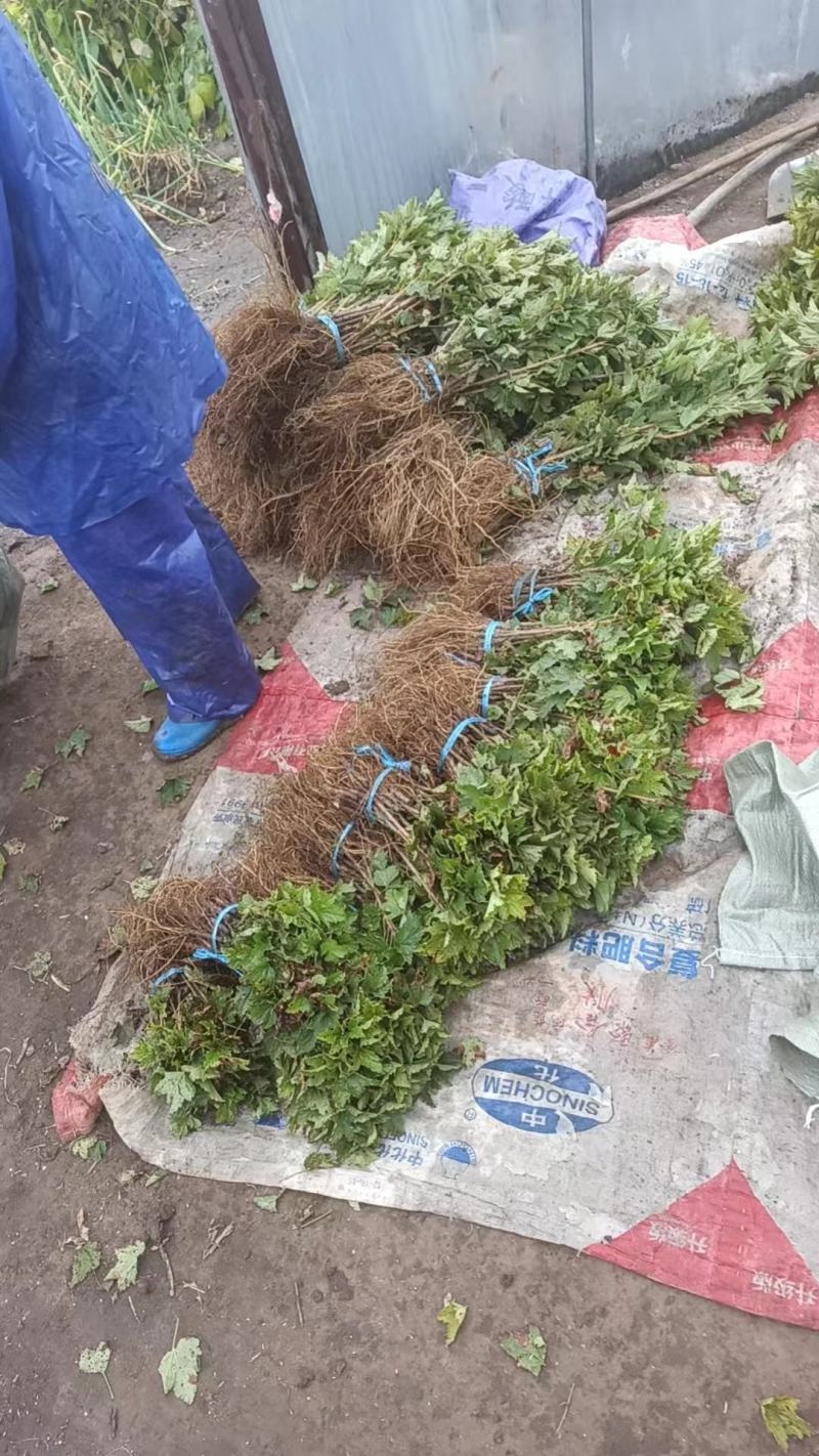 精品白加仑苗，产地直发，质量保证，成活率高，大量有货