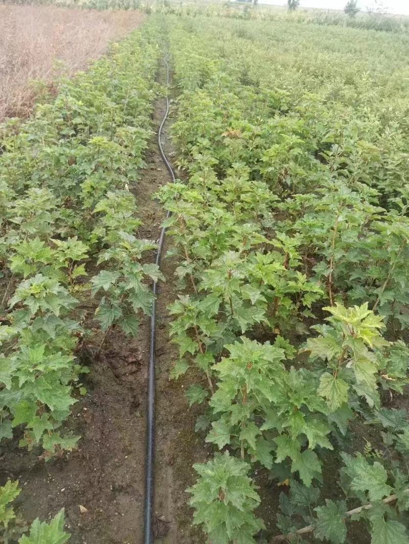 精品白加仑苗，产地直发，质量保证，成活率高，大量有货
