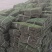绍兴市马尼拉草坪