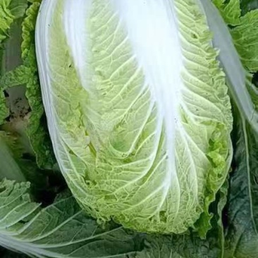辽宁精品白菜，杠菜玲珑黄，秋菜下货，质量好。