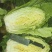 辽宁精品白菜，杠菜玲珑黄，秋菜下货，质量好。