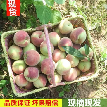 原产地青州蜜桃一件代发