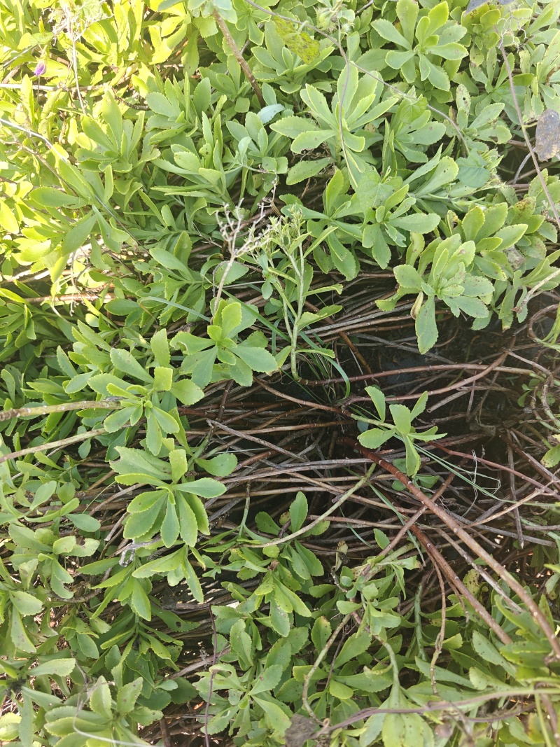 景天三七根，冬天大量供应，老根质量保证，芽孢多，
