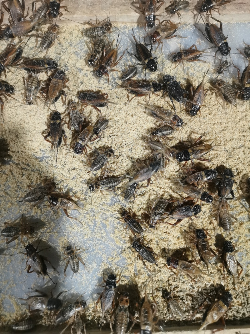 双班油葫芦蟋蟀