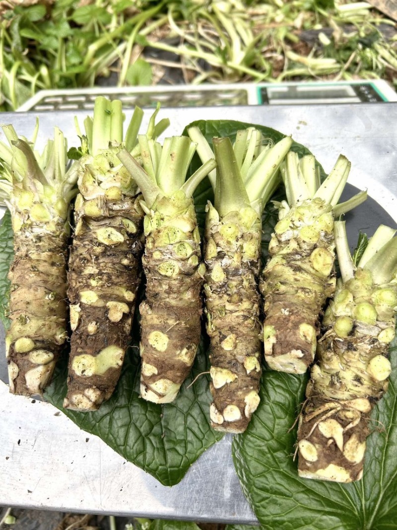 山葵
