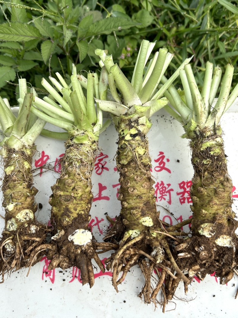 山葵