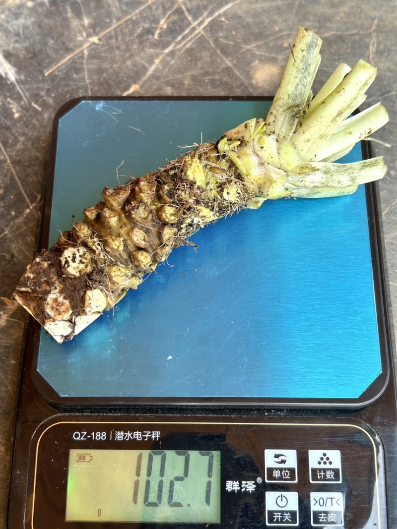 山葵