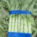 青皮莴苣精品莴苣,山东莴苣货源充足质量保证欢迎咨询