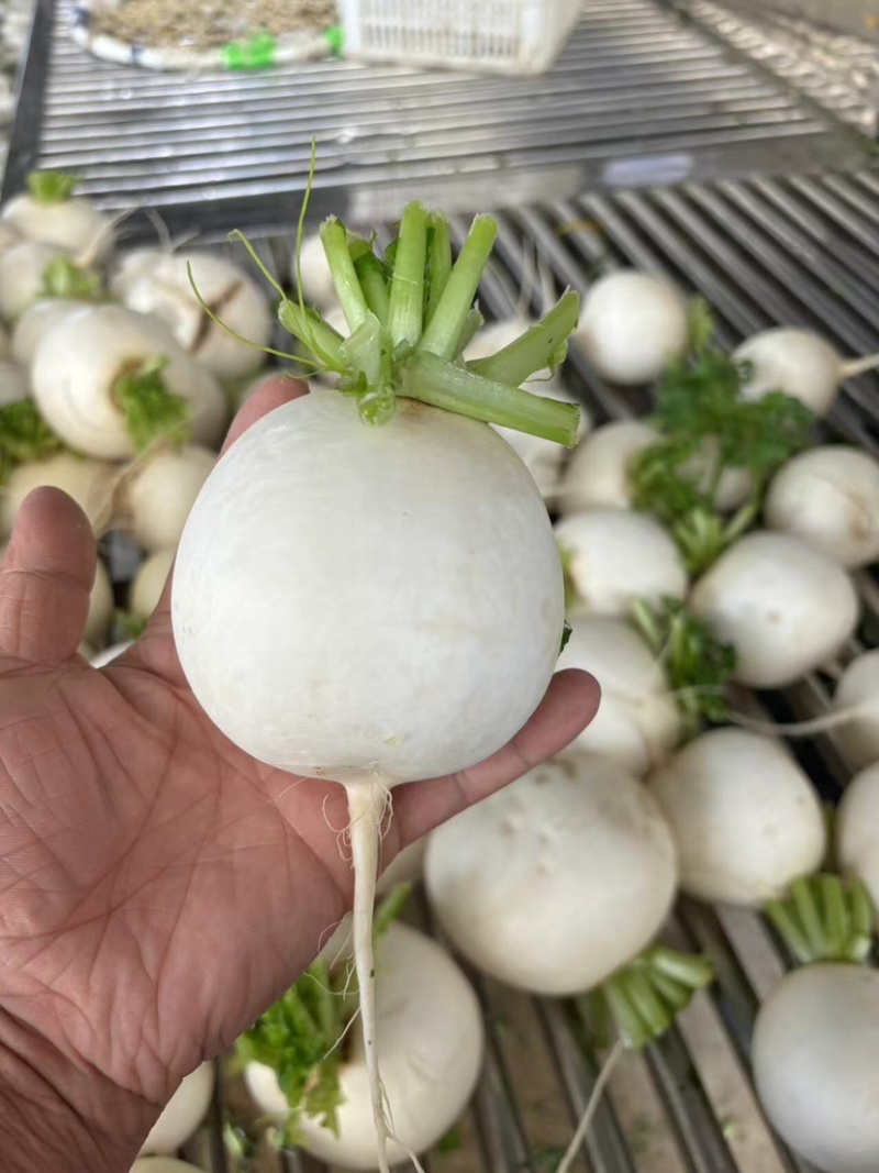 圆白萝卜上市，货源充足，大量供应，对接各大市场！
