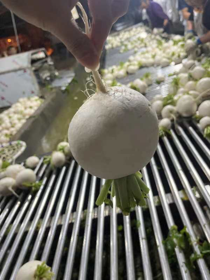圆白萝卜上市，货源充足，大量供应，对接各大市场！