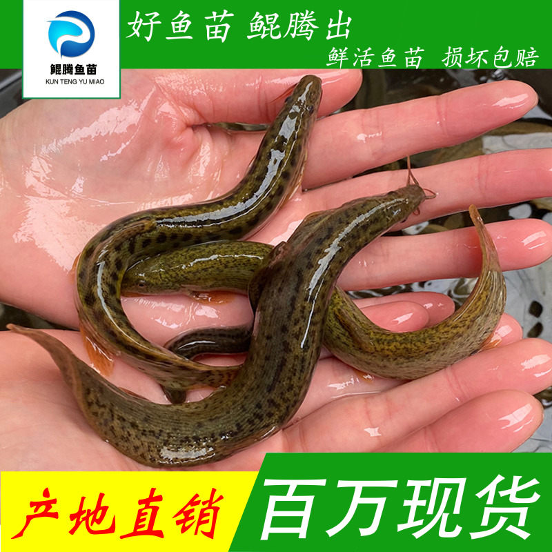 优质泥鳅苗好鱼苗鲲腾出产地直销全国供应技术支持