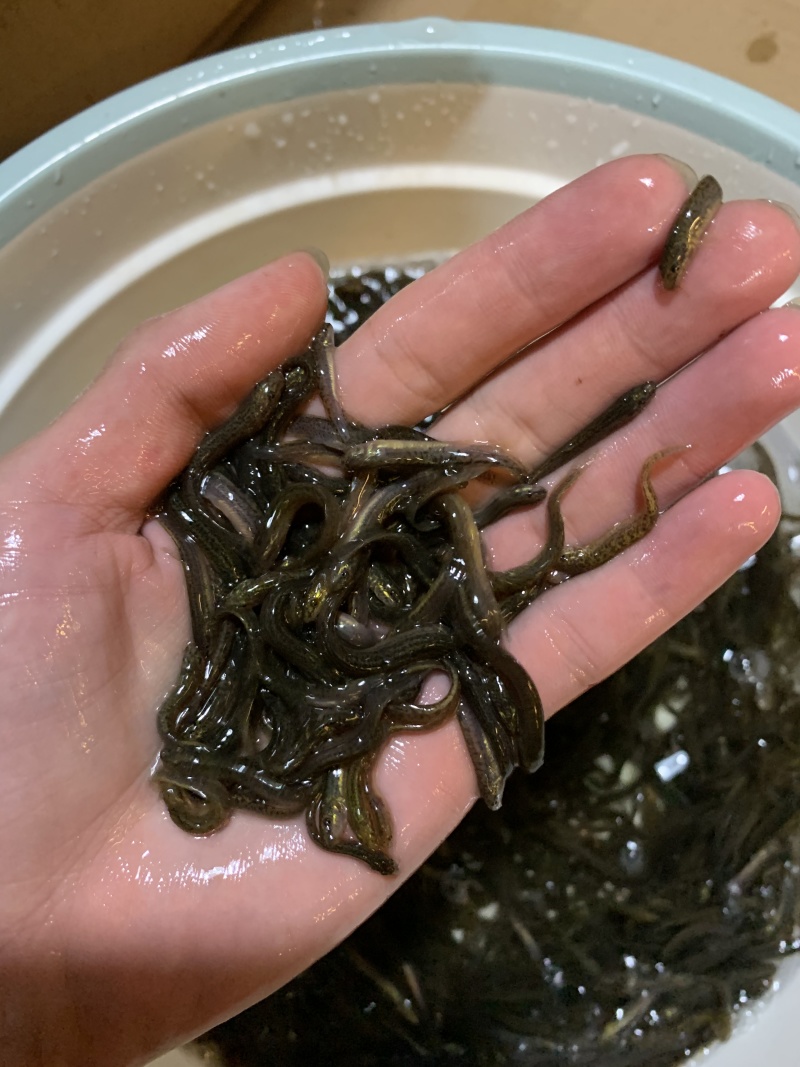 优质泥鳅苗好鱼苗鲲腾出产地直销全国供应技术支持