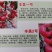 丰美二号西红柿苗番茄苗耐热西红柿苗抗病毒大果西红柿苗
