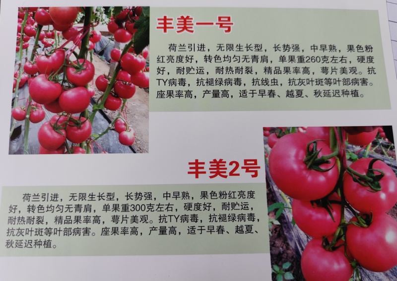 丰美二号西红柿苗番茄苗耐热西红柿苗抗病毒大果西红柿苗