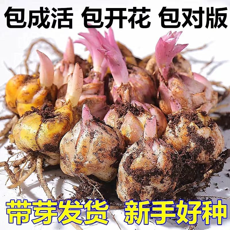 百合花种球进口带芽多头发货香水百合包品种包颜色对版