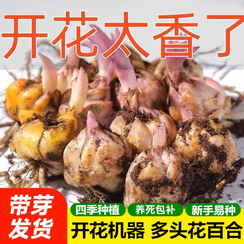百合花种球进口带芽多头发货香水百合包品种包颜色对版
