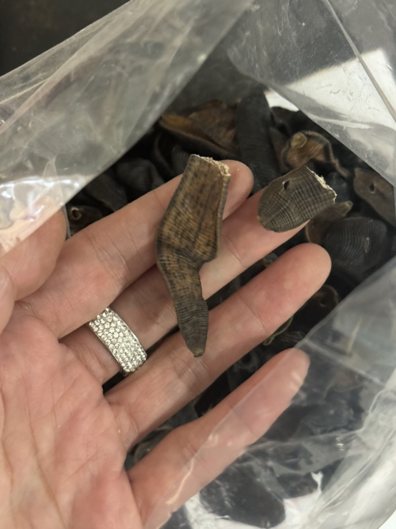 水蛭大个无矾清水水蛭足干蚂蟥宽体金线水蛭干货蚂蟥干