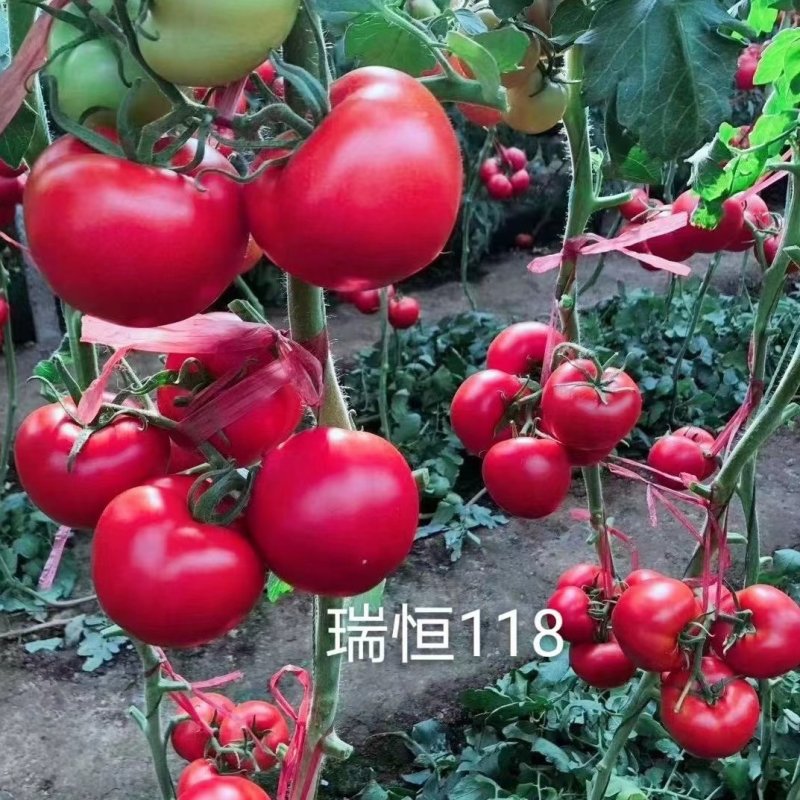硬粉西红柿苗子抗病毒耐热耐裂大果亮粉番茄苗子大粉硬粉西红