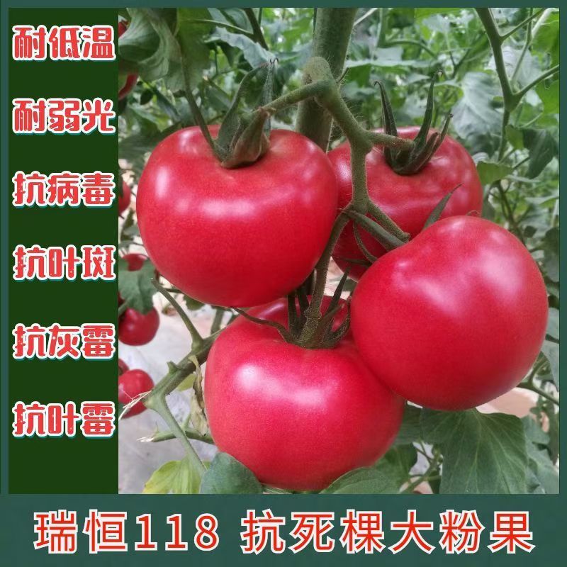 硬粉西红柿苗子抗病毒耐热耐裂大果亮粉番茄苗子大粉硬粉西红