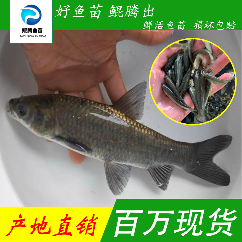 优质鲲腾青鱼苗纯正血统生态培育全国供应技术支持